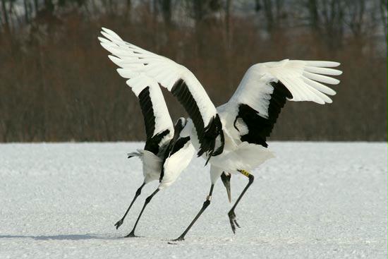 Red-crowned Crane, Hokkaido, Japan